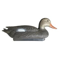 APPELANT CHIPEAU FEMELLE