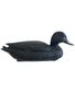 APPELANT COLVERT NOIR